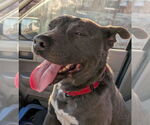 Small #14 American Pit Bull Terrier-Labrador Retriever Mix