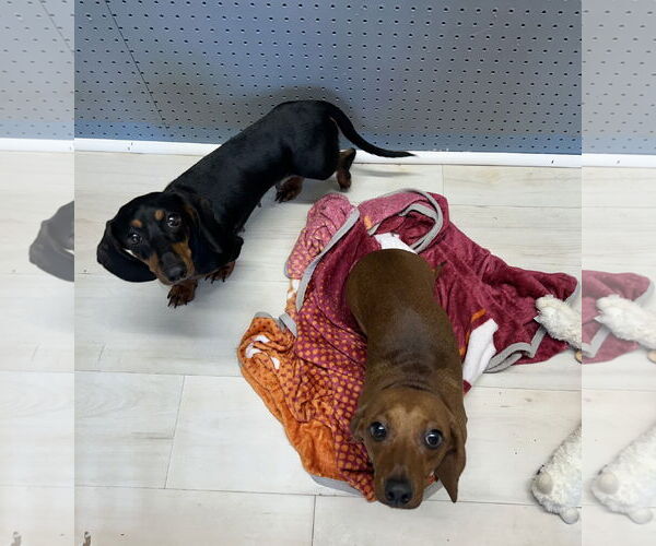 Medium Photo #2 Dachshund Puppy For Sale in York, SC, USA