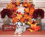 Puppy Hoss Chihuahua