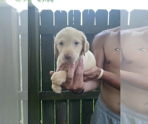 Labrador Retriever Puppy for sale in WOODSTOCK, VA, USA