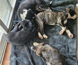 Border-Aussie-Unknown Mix Litter for sale in COEUR D ALENE, ID, USA