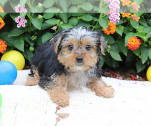 Yorkshire Terrier Puppy for sale in SHILOH, OH, USA