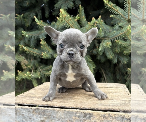 Medium Photo #3 French Bulldog Puppy For Sale in MIDDLEBURY, IN, USA