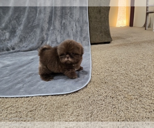 Medium Photo #10 Shih Tzu Puppy For Sale in CARLYLE, IL, USA