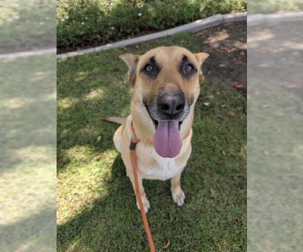 Medium Photo #2 German Shepherd Dog-Unknown Mix Puppy For Sale in Redlands, CA, USA