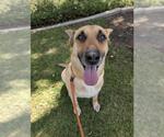 Small #1 German Shepherd Dog Mix