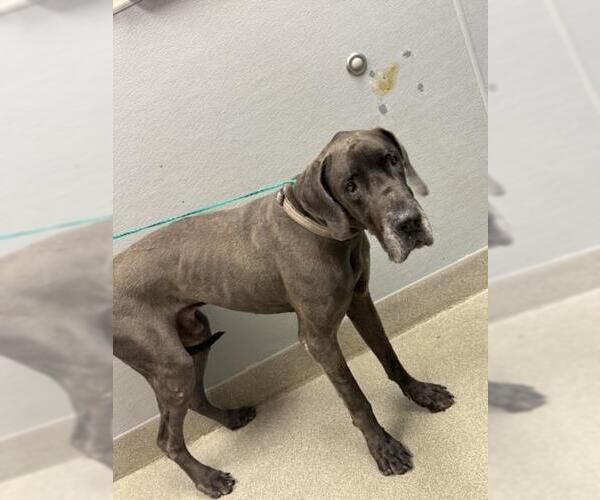 Medium Photo #1 Great Dane-Unknown Mix Puppy For Sale in Las Vegas, NV, USA