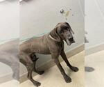 Small Great Dane Mix