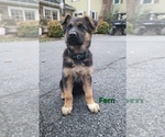 Puppy Fern German Shepherd Dog