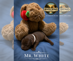 Small Photo #13 Labrador Retriever Puppy For Sale in WHITNEY, TX, USA