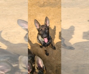 German Shepherd Dog Puppy for sale in SUGAR LAND, TX, USA