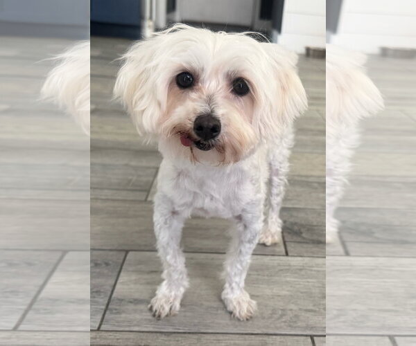 Medium Photo #5 Maltese Puppy For Sale in Bon Carbo, CO, USA