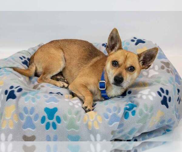 Medium Photo #3 Chihuahua-Unknown Mix Puppy For Sale in Kennesaw, GA, USA