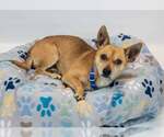 Small #2 Chihuahua Mix