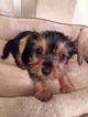 Small Photo #1 Yorkshire Terrier Puppy For Sale in DELANO, CA, USA