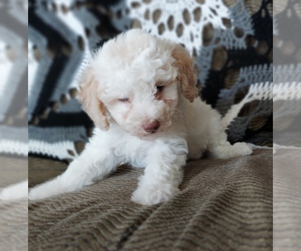 Medium Photo #2 Poodle (Toy) Puppy For Sale in FRYTOWN, IA, USA