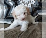 Small Photo #2 Poodle (Toy) Puppy For Sale in FRYTOWN, IA, USA