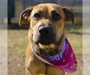 Mutt Dogs for adoption in San Antonio, TX, USA