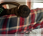 Small #1 Frenchie Pug
