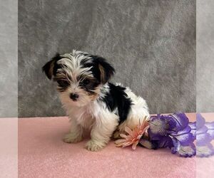 Yorkshire Terrier Puppy for sale in FREDONIA, PA, USA