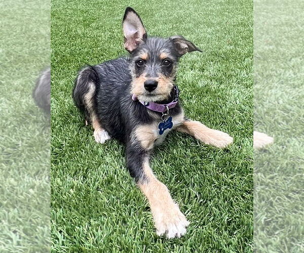 Medium Photo #3 Mutt Puppy For Sale in Corona, CA, USA