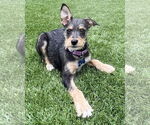 Small #2 Mutt