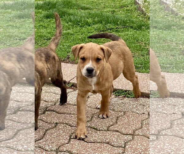 Medium Photo #9 American Pit Bull Terrier-Unknown Mix Puppy For Sale in Hillsboro, MO, USA