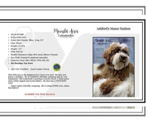 Father of the Australian Labradoodle puppies born on 03/09/2023