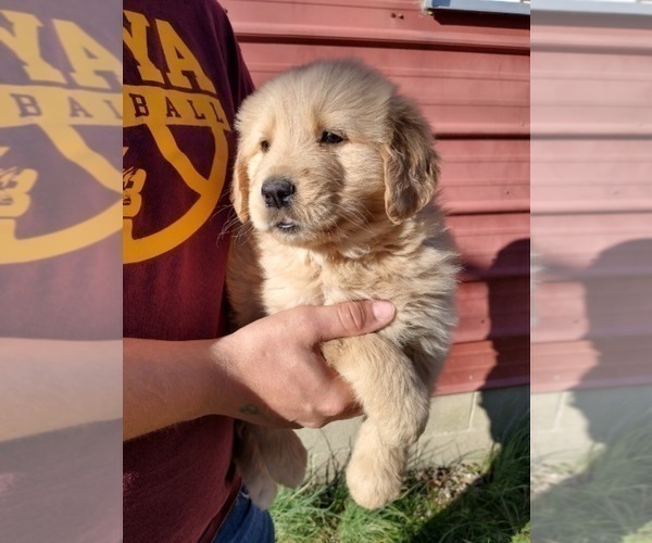 Medium Photo #3 Golden Retriever Puppy For Sale in SPENCER, TN, USA