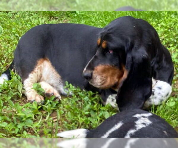 Medium Photo #3 Basset Hound Puppy For Sale in Deepwater, NJ, USA