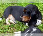 Small #2 Basset Hound