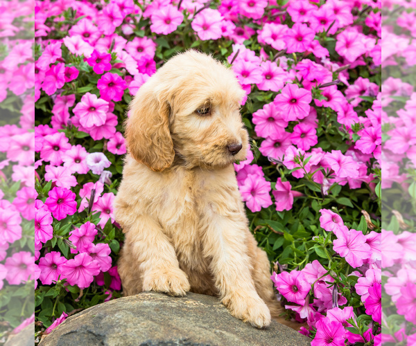 Medium Photo #3 Goldendoodle Puppy For Sale in WAKARUSA, IN, USA