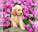 Small Photo #3 Goldendoodle Puppy For Sale in WAKARUSA, IN, USA