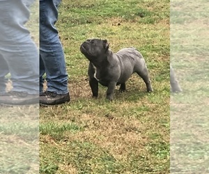 Father of the American Bully puppies born on 09/30/2023