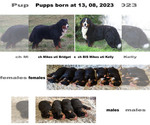 Small Photo #1 Bernese Mountain Dog Puppy For Sale in Hatvan, Heves, Hungary