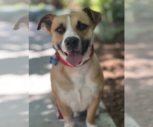 Sully - Male Beagle-Unknown Mix Dog for Adoption - Photo #6