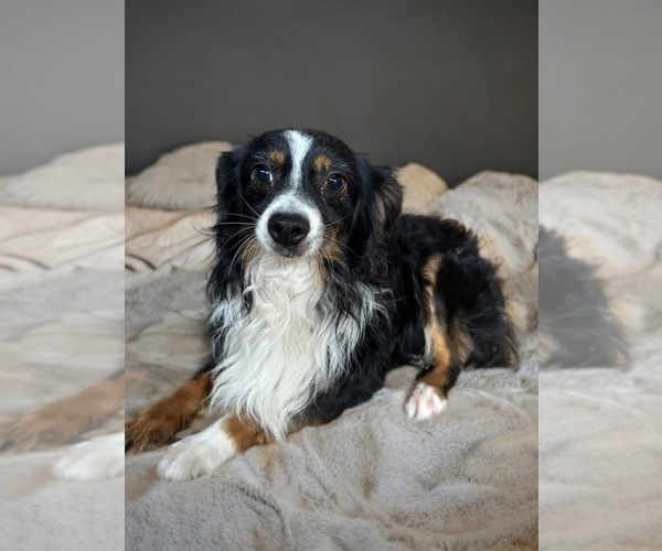 Medium Photo #1 Miniature Australian Shepherd Puppy For Sale in LAKELAND, FL, USA