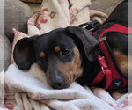 Small #4 Dachshund