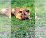 Small #2 German Shepherd Dog Mix