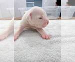 Small #2 American Bulldog