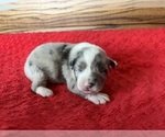 Small #5 Australian Shepherd