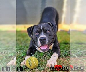 Staffordshire Bull Terrier-Unknown Mix Dogs for adoption in Maryville, TN, USA
