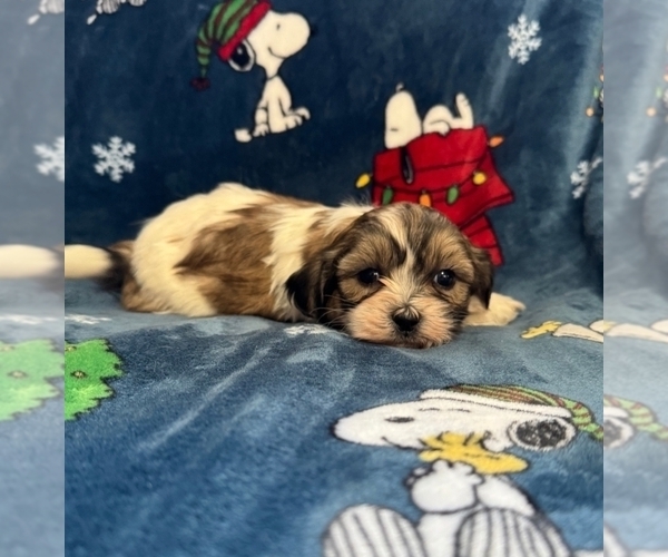 Medium Photo #2 Zuchon Puppy For Sale in NEW YORK MILLS, MN, USA