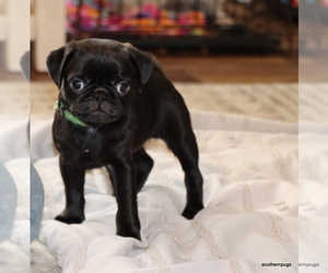Pug Puppy for sale in WINNSBORO, TX, USA