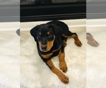 Small Photo #3 Rottweiler Puppy For Sale in CONROE, TX, USA