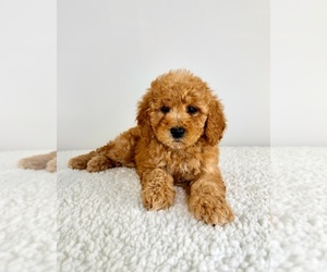 Goldendoodle (Miniature) Puppy for sale in GREENFIELD, IN, USA