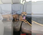 Small #4 Dachshund Mix