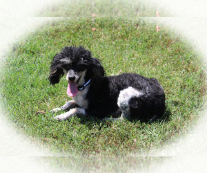 Mother of the Poodle (Toy) puppies born on 10/07/2025