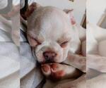 Small Photo #1 Boston Terrier Puppy For Sale in PRAIRIE DU SAC, WI, USA