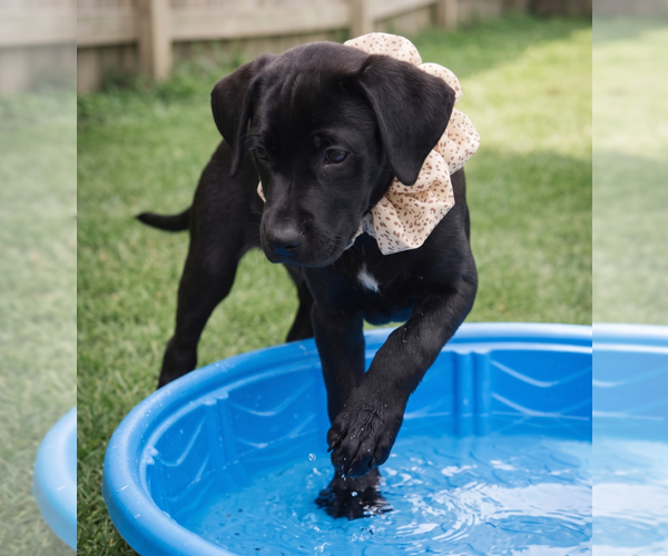 Medium Photo #5 Labrador Retriever-Unknown Mix Puppy For Sale in Grovertown, IN, USA